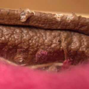 IMGP9558