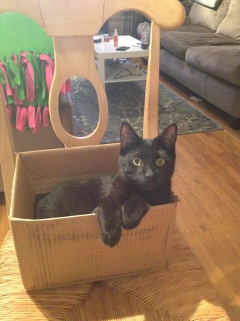 Elvis, a műtétre váró cica Elvis, a műtétre váró cica