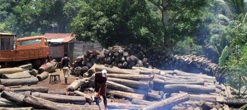 Madagaszkár 2006-ban megtiltotta az ébenfa feldolgozatlan exportját